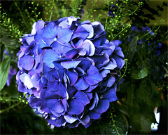 Hydrangea blue