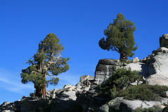 Giant junipers