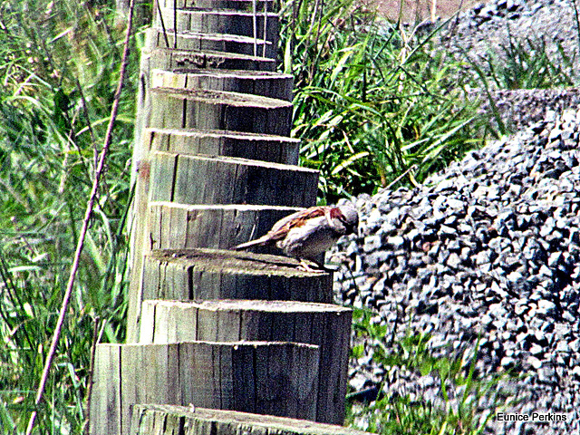 Sparrow on Fence Posts
