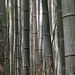 La forêt de bambous (5)