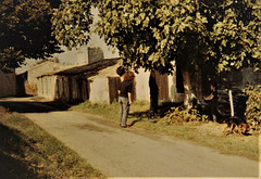 Vendange Samonac 1979 (Château Haut-Castenet, Côtes-de-Bourg, Bordeaux); picking figs outside our sleeping quarters.