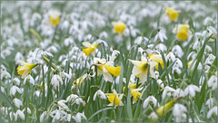 All over White and Yellow Spring...