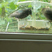 baw - Starlings