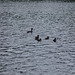 Tufted Duck at Etherow Country Park