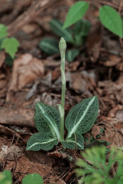 Goodyera pubescens (Downy Rattlesnake Plantain orchid) in bud
