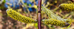 20200315 6874CPw [D~MI] Amur-Weide (Salix udensis), Sielpark, Bad Oeynhausen