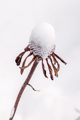 Echinacea After a Snowfall