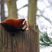 Red Panda looking over the fence!