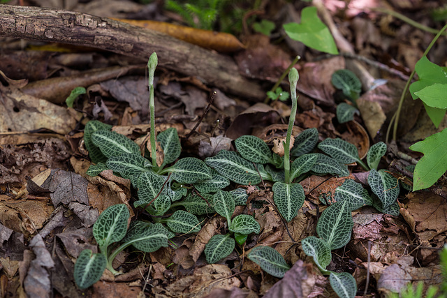Goodyera pubescens (Downy Rattlesnake Plantain orchid) in bud