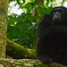 Uganda, Adult Male Chimpanzee in the Forest