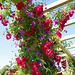 Rose and clematis on the long pergola