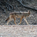 griffith park coyote