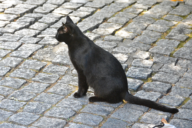 Lisbon 2018 – Cat