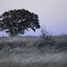 Thirsty Land poetry at nightfall, Azinheira (Quercus ilex)