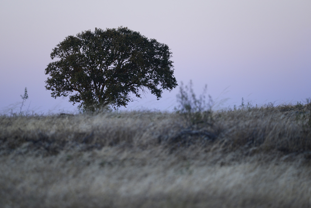 Thirsty Land poetry at nightfall, Azinheira (Quercus ilex)