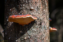 Zunderschwamm - Tinder fungus - Amadouvier