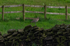 (A distant) Curlew