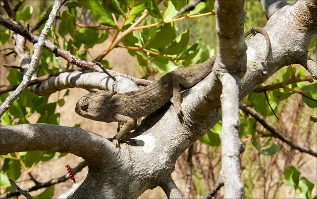 Camaleão-comum (Chamaeleo chamaeleo)