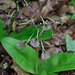 Liparis liliifolia (Lily-leaf Twayblade orchid)
