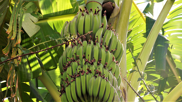 The wonderful banana plant