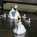 The Swan family!