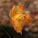 39/50 maple leaf, feuille d'érable