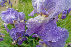 Iris mouillé