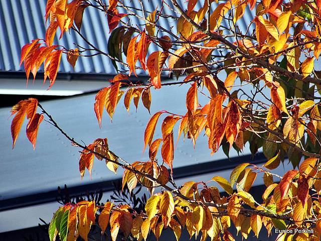 Autumn branches