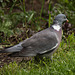 20160425 1270VRTw [D~LIP] Ringeltaube (Columba palumbus), Bad Salzuflen