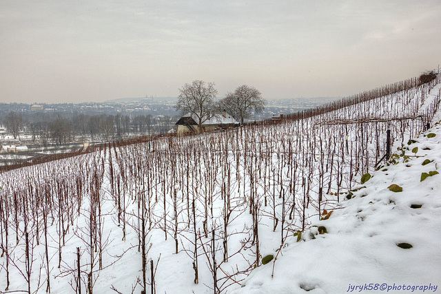 St Clara's Vineyard in Winter