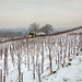 St Clara's Vineyard in Winter