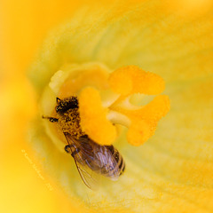 Fleißige Biene
