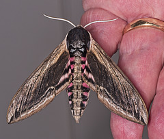 Privet Hawk Moth (Showing my hand for scale)