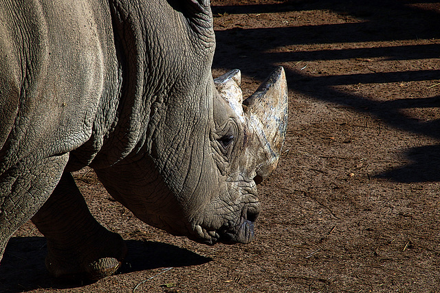 Rhinoplastie ? , non rhinocéros !