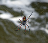 a Spider patiently hanging above the wild river ,NP.Ranomafana_Madagaskar