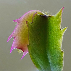 Weihnachtskaktus - Schlumberga - Christmas cactus