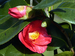 camellia rossa