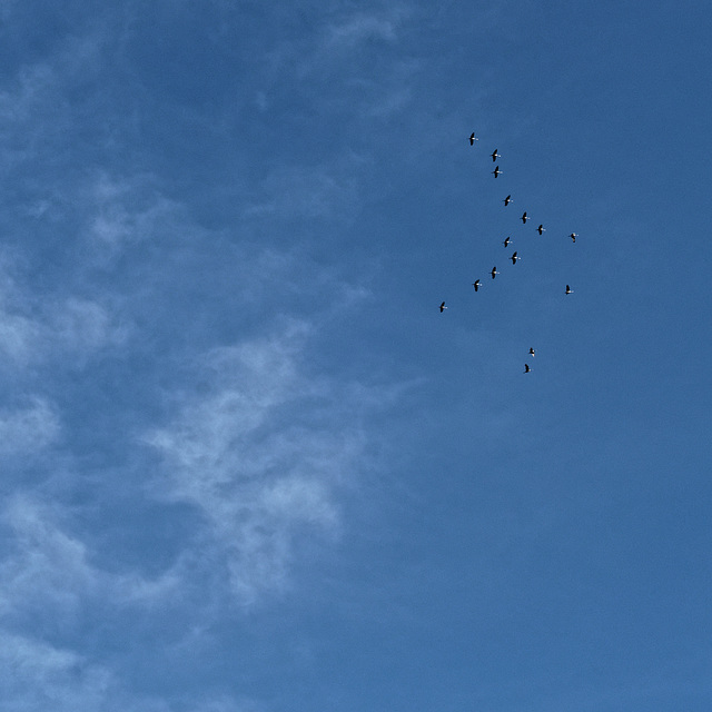 Sandhill Cranes, high overhead