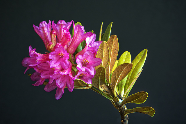 Rhododendron ferrugineum/ / Rose des alpes