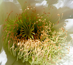 Cereus Flower (Macro Monday?)