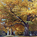 Fall Tree 2022