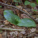 Platanthera orbiculata (Pad Leaf orchid) - 10 inch  (25 cm) leaves
