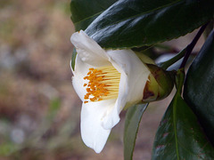 camellia bianca