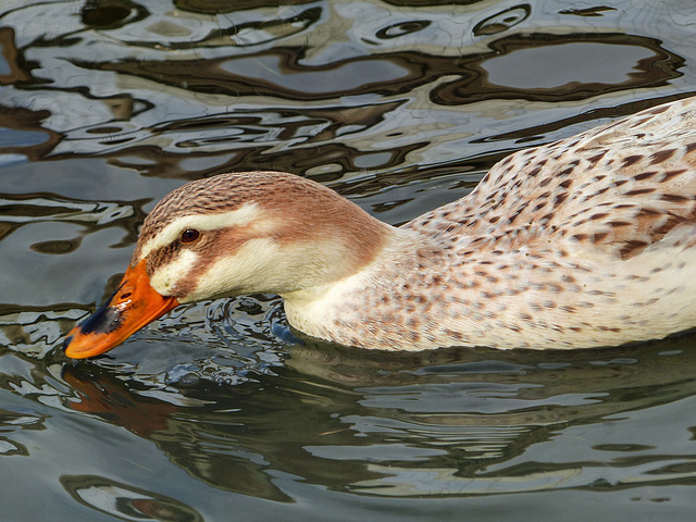 Domestic duck, unidentified