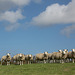 20140907 4850VRAw [NL] Schafe, Terschelling