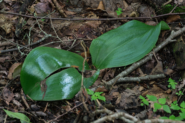 Platanthera orbiculata (Pad-leaf orchid) leaves