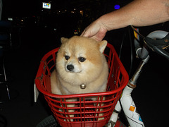 Petit chien en panier rouge de vélo (1)