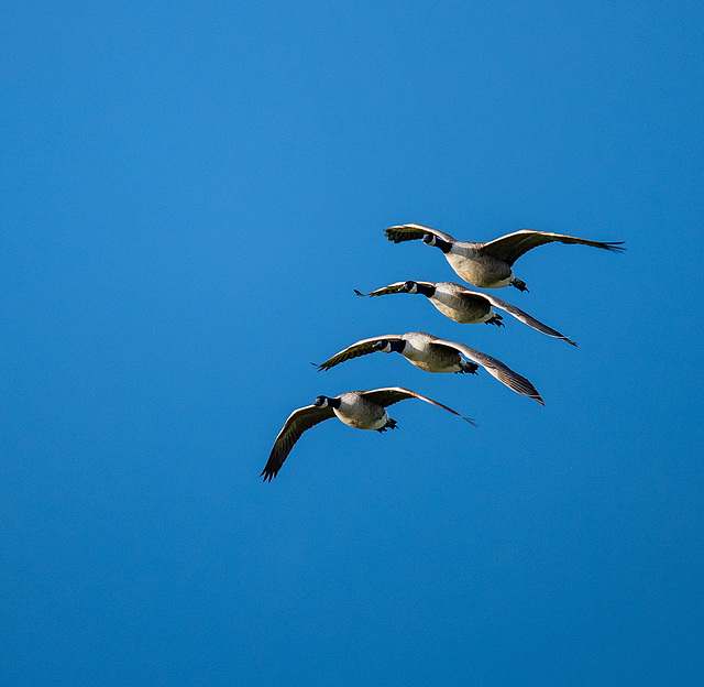 Canada geese in flight33