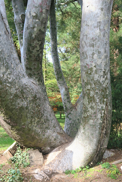 Le pin Bunge (Pinus bungeana) du Parc de la Tête d'Or, Lyon, Rhône (France)