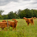 Highland calves in pasture